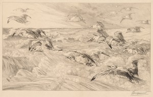 Seagulls (Les Mouettes)