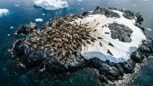 Seal Colony from Above