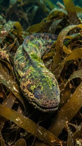 Seaweed Camouflage