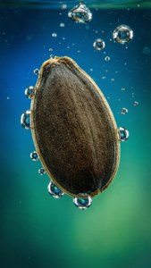 Seed in Water