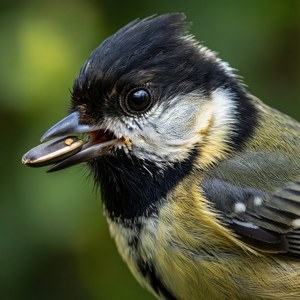 Seed Snack Close-Up