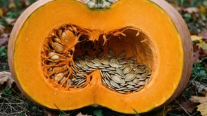 Seeds in Pumpkin