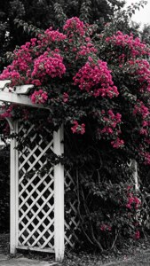 Selective Color Bougainvillea