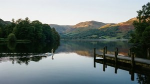 Semerwater Swan