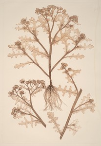 Senecio viscosus