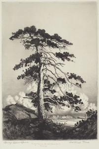 Sentinel Pine