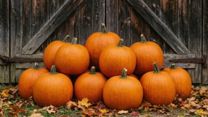 September Pumpkin Patch