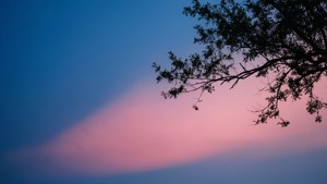 Serene Gradient Branch