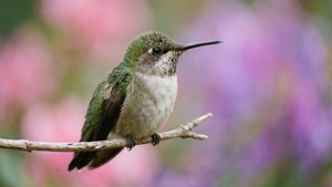 Serene Perch