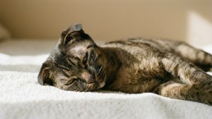 Serene Slumber Levkoy