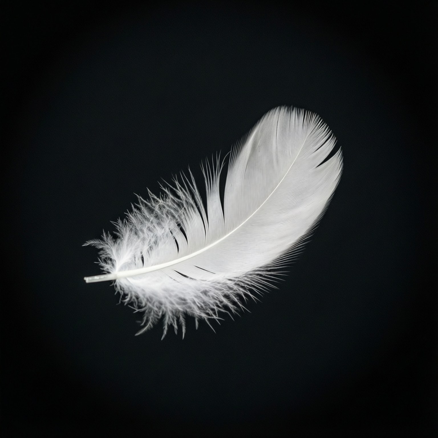 Serene White Feather by Wallpapers.art Studio