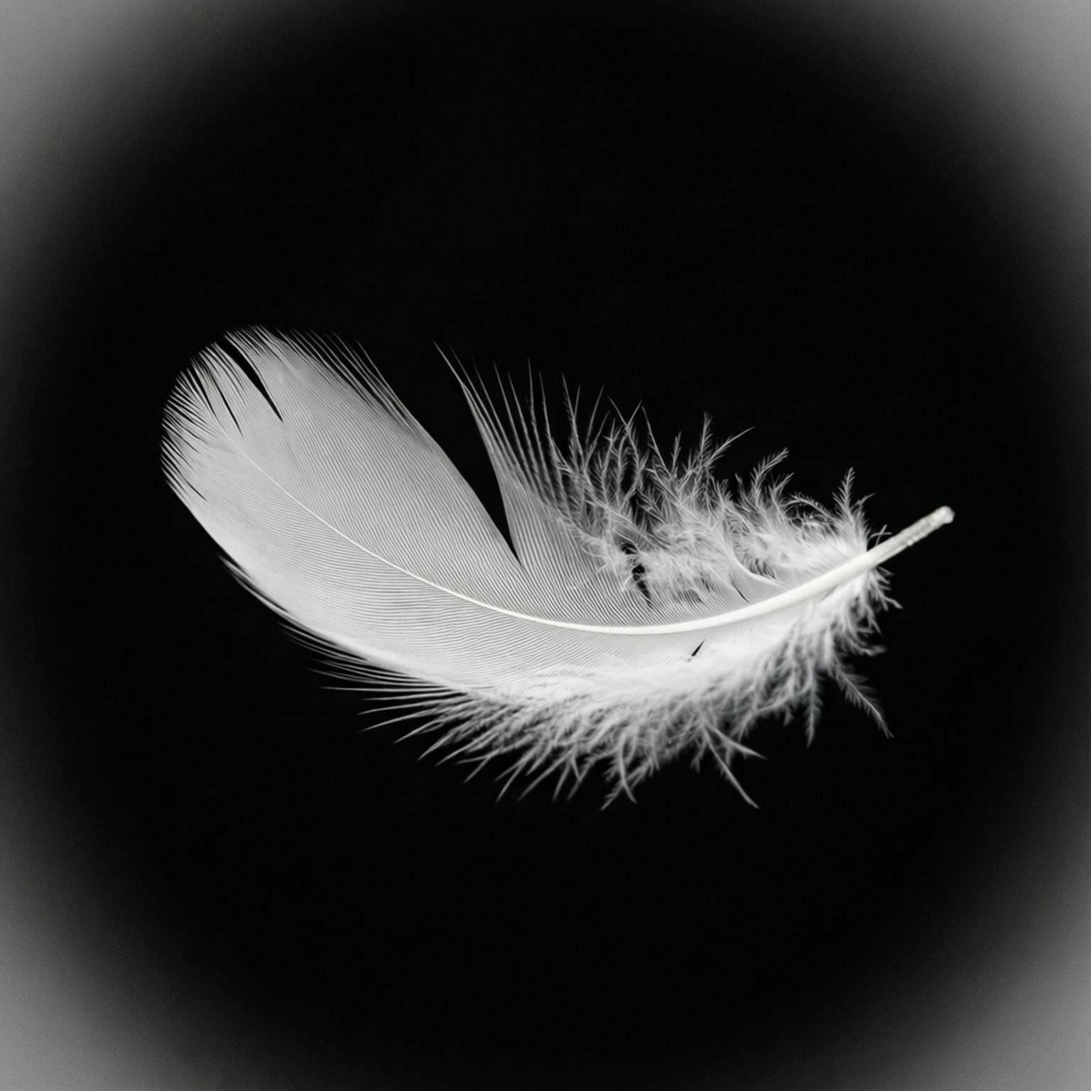 Serene White Feather by Wallpapers.art Studio