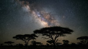 Serengeti Night Sky