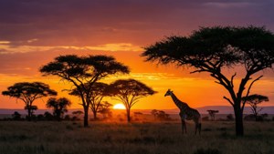 Serengeti Sunset Silhouette