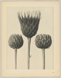 Serratula nudicaulis