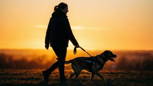 Service Dog MS Companion