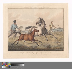 Set of seven: The Seven Ages of the Horse