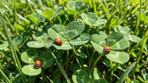Shamrock Ladybug Meadow