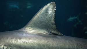 Shark Fin Texture