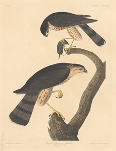 Sharp-shinned Hawk