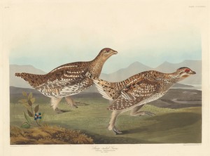 Sharp-tailed Grous