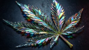 Shattered Glass Cannabis