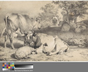 Sheep and Cattle