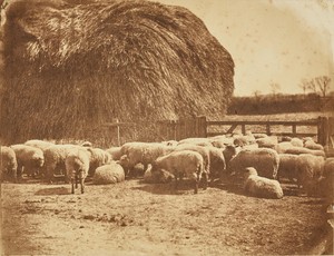 [Sheep in a pen]