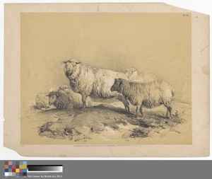 Sheep, No. 18