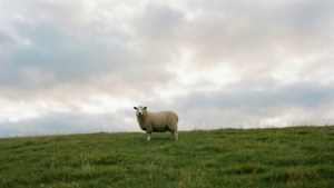 Sheep on a Hill