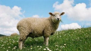 Sheep on a Hill