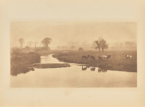 [Sheep on the Marshes]