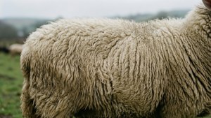 Sheep Wool Fur Texture
