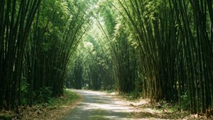 Sheesh Bamboo Path