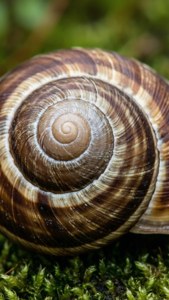 Shell Spiral