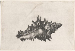 Shell (Vasum ceramicum)