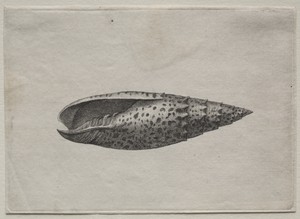 Shells:  Mitra papalis L