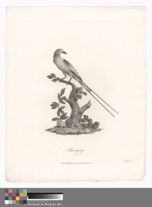 Sheregrig