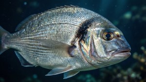 Shimmering Bream Close-Up