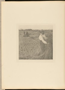Shocking Corn. [Norfolk.]