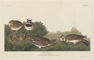 Shore Lark