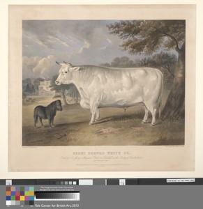Short Horned White Ox