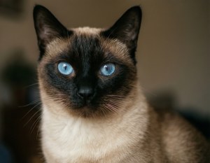 Siamese Cat Portrait