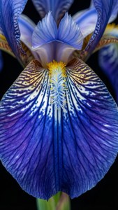 Siberian Iris Veins