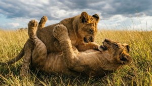 Sibling Playfight