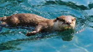 Sidewinder Otter