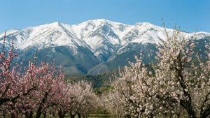 Sierra Nevada Almond Blossom