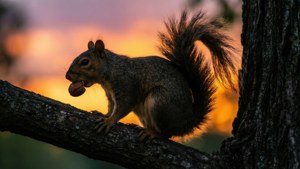 Silhouette at Dusk