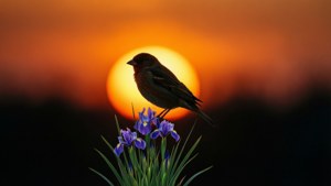 Silhouette at Dusk