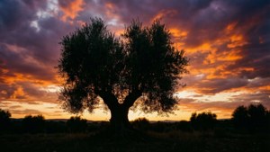Silhouette at Dusk